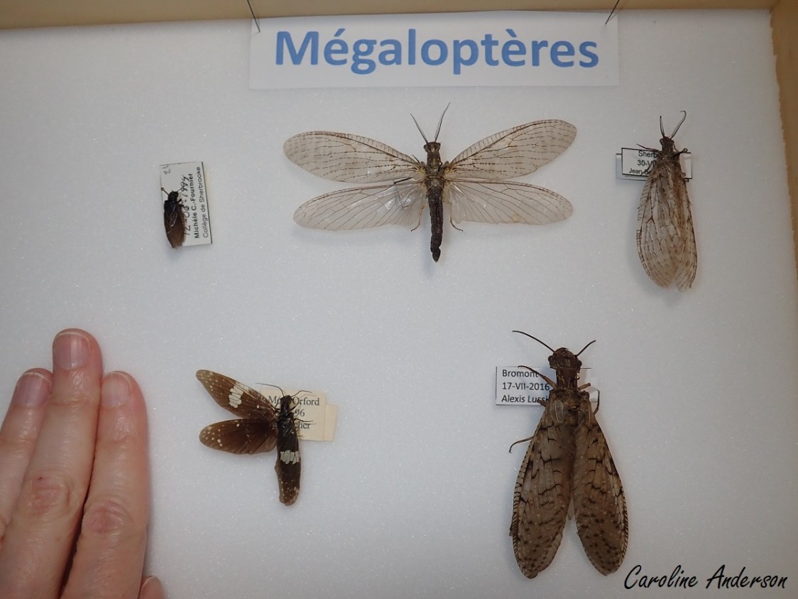 Différents mégaloptères québécois (gracieuseté Cégep de Sherbrooke, par le biais de Sylvie Norman). Rangée du haut (gauche à droite) : Sialis sp., Chauliodes pectinicornis, Chauliodes rastricornis. Rangée du bas : Nigronia sp., Cordydalus cornutus.