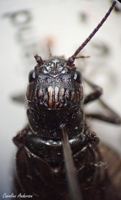 Aucun ocelle présent sur la tête de ce Sialidae adulte (Sialis sp.)