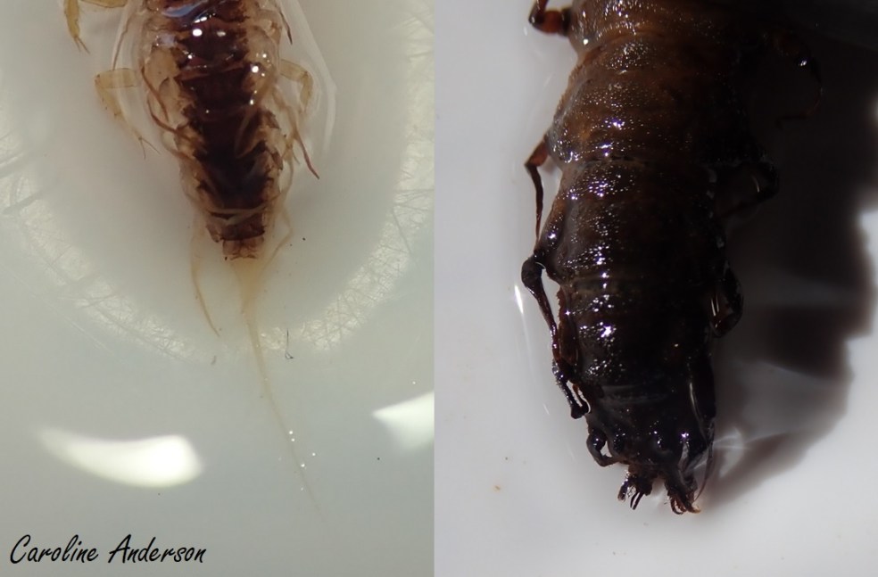 Bout de l’abdomen d’une larve de Sialidae (gauche) et de Corydalidae (droite)