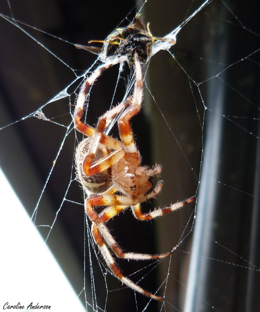 Ne trouvez-vous pas que l’épeire semble piteuse? Elle a complètement cessé d’attaquer la guêpe et cherche simplement à ne pas se faire piquer!