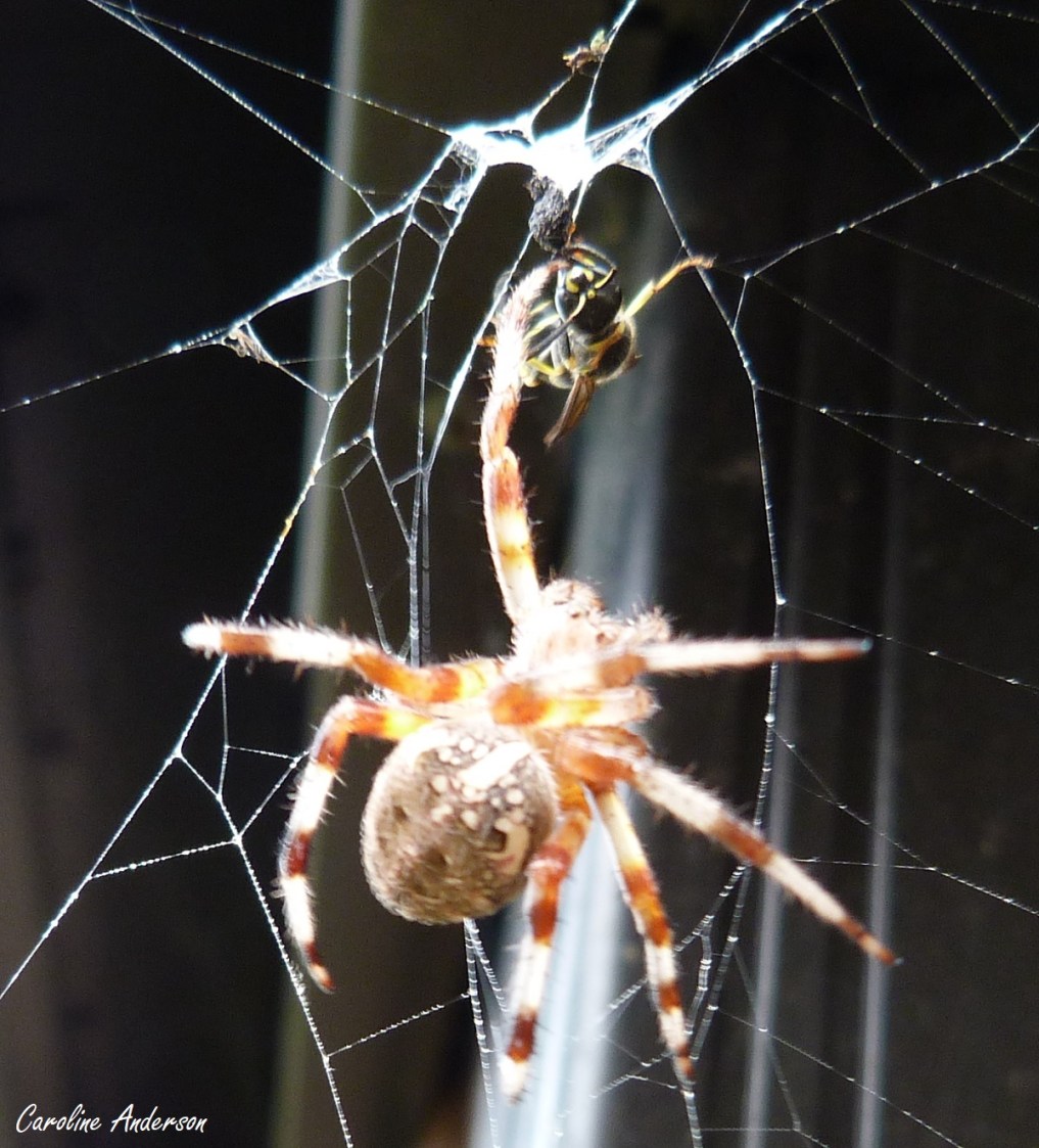 Photo prise tout juste avant l’envol de la guêpe; elle n’est plus enrubannée dans la soie de l’épeire et sera libre dans quelques instants!