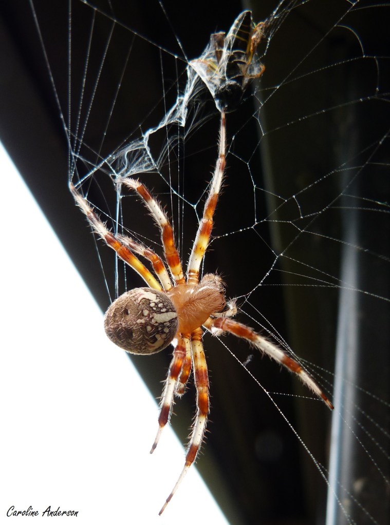 La guêpe tient férocement une patte de l’araignée