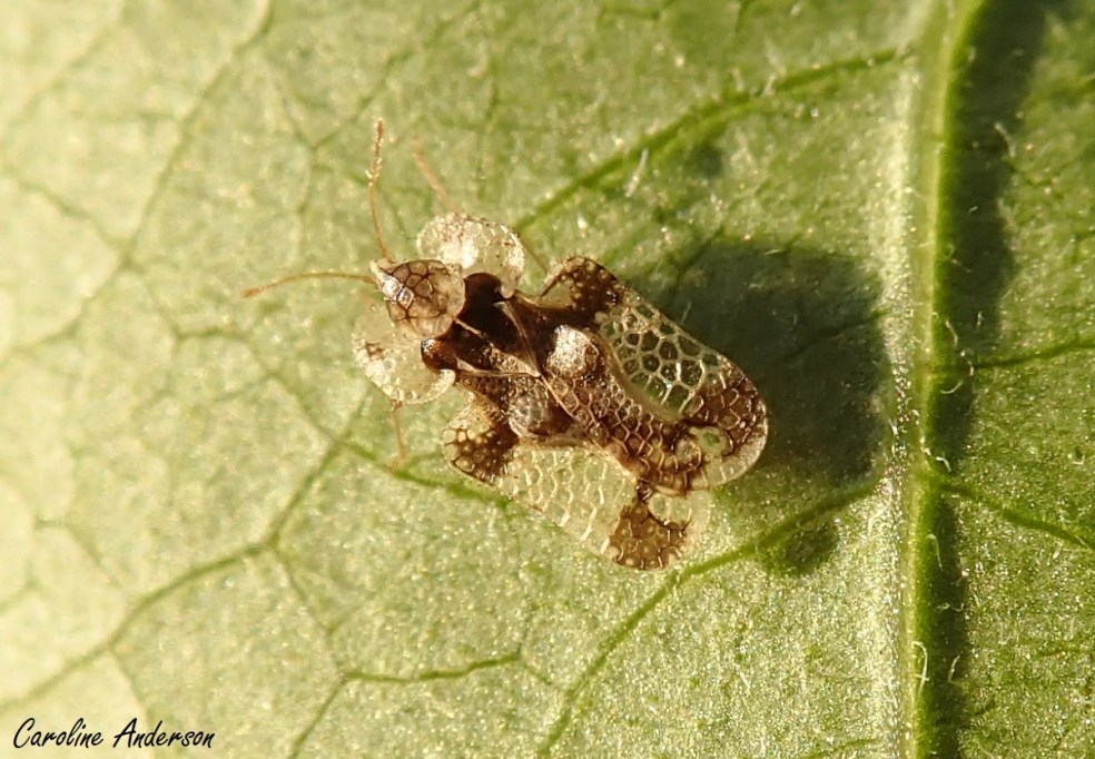 Punaise réticulée, vue dorsale