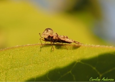 La punaise est plate et la tête est cachée sous une section du prothorax nommée « ampoule »