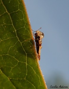 On dirait qu’elle porte un casque trop grand pour elle!