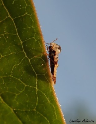 On dirait qu’elle porte un casque trop grand pour elle!