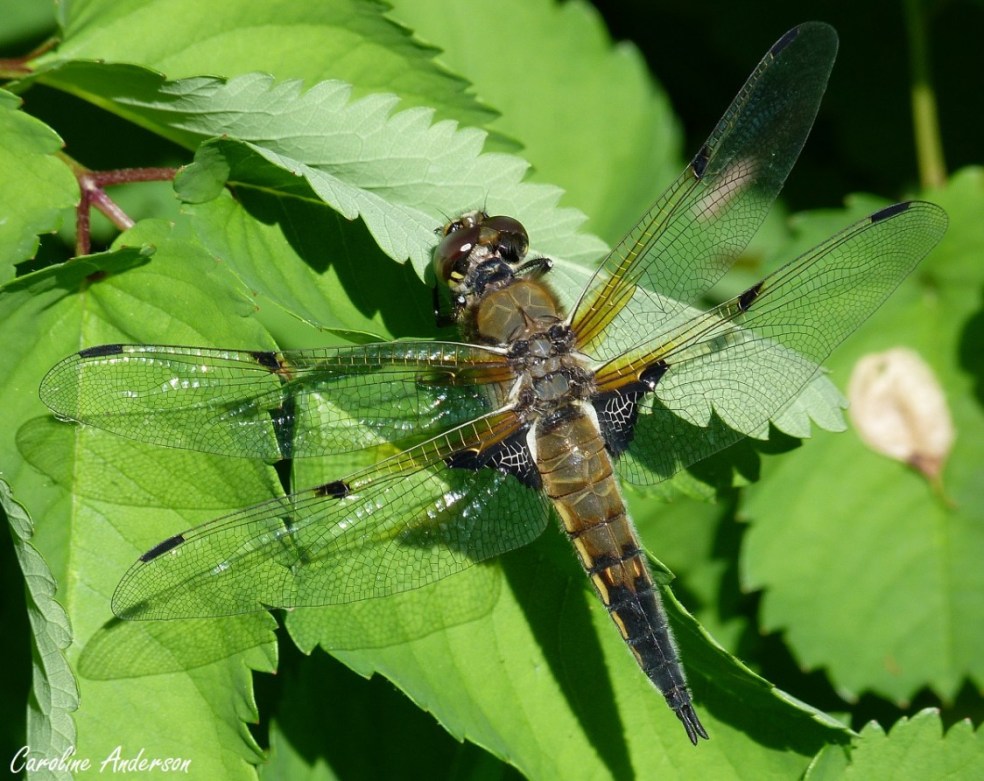 Les libellules se perchaient à de multiples endroits : végétation aquatique, végétation terrestre (vue ici) ou encore directement au sol