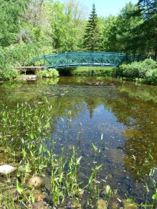 Habitat typique de notre insecte-vedette