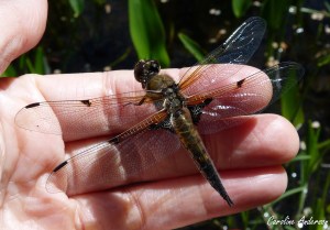 Je fus surprise par cette libellule qui se laissa prendre