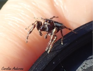 La revoilà, tout juste avant de s’élancer vers l’objectif de mon second appareil photo!