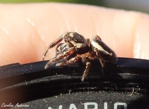 Elle s’y promène nonchalamment