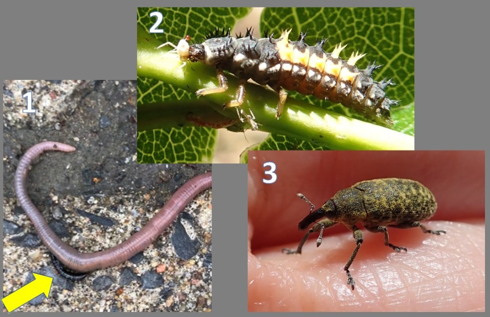 Trois sujets intrigants. Lequel choisirez-vous?