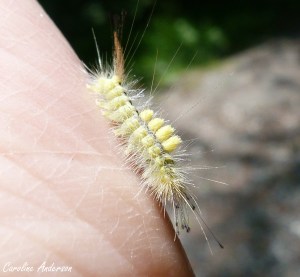 Chenille à houppes jaunes – belle coupe punk, n’est-ce pas?