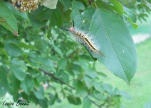Chenille à houppes blanches photographiée par ma tante