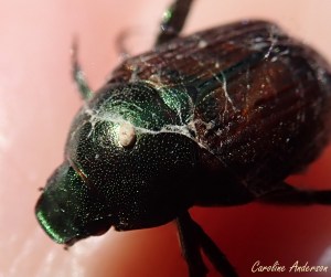 L’œuf du parasitoïde vu de plus près