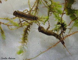 Naïades d’éphémères de la famille Ephemerellidae capturées avec des étudiantes du secondaire