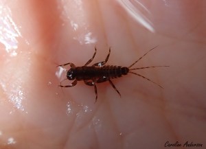 Individu au fond de ma main; ils font de 4 à 15 mm