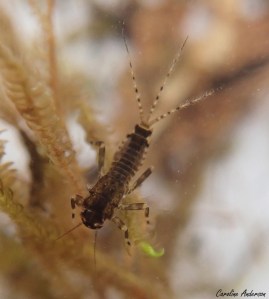 Autre individu; ses deux cerques et son filament médian (ses trois « queues ») sont ici bien visibles