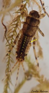 On peut compter à rebours (du bout de l’abdomen vers le thorax) le nombre de segments de l’abdomen, puis vérifier où se situent les branchies pour s’aider dans l’identification de ce groupe