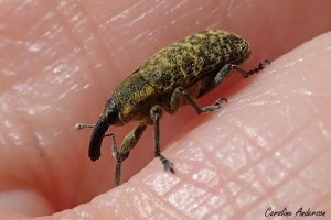 Larinus carlinae, dit charançon du chardon