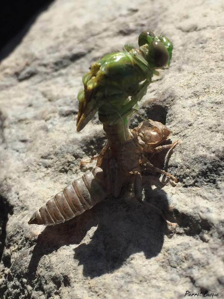 Photo gagnante : Gomphe en émergence, par Pierrot Busque
