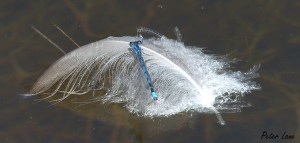 Mention honorable à Enallagma civile sur plume par Peter Lane