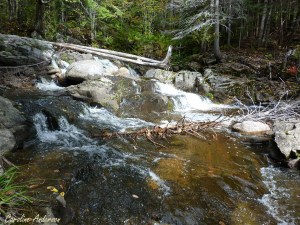 Écosystème échantillonné