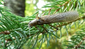 Plécoptère adulte (famille Perlidae)