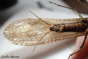 Cerques du plécoptère qui se cachent sous les ailes : vue ventrale