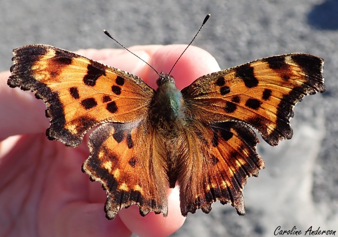 Le joli polygone à taches vertes
