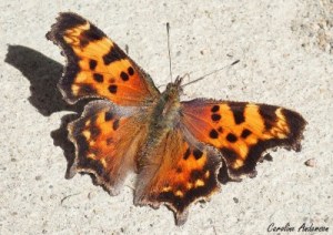 Un des individus croqués sur le vif