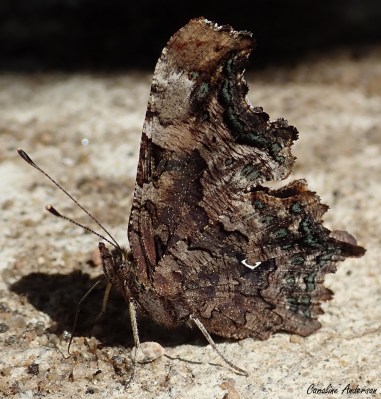 Les taches verdâtres près de la bordure des ailes sont caractéristiques