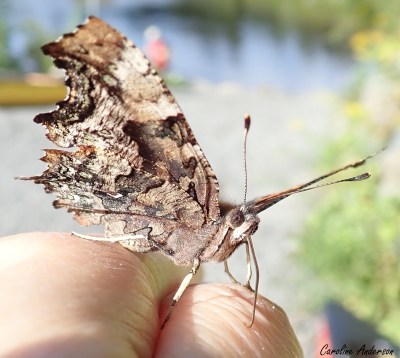 Ce polygone s’affairait à me lécher les doigts