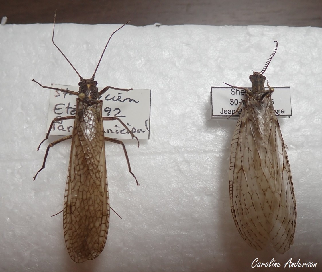 Lorsque leurs ailes sont refermées, les deux groupes se ressemblent : plécoptère Pteronarcys à gauche et mégaloptère Chauliodes à droite