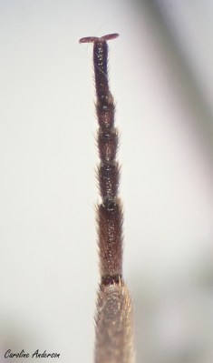 Tarse du mégaloptère