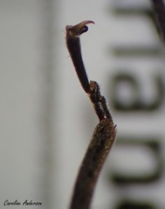 Tarse du plécoptère