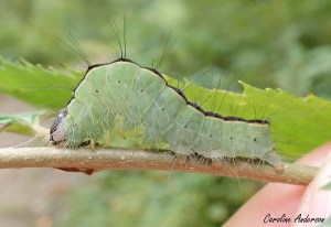 Acronicta_fin