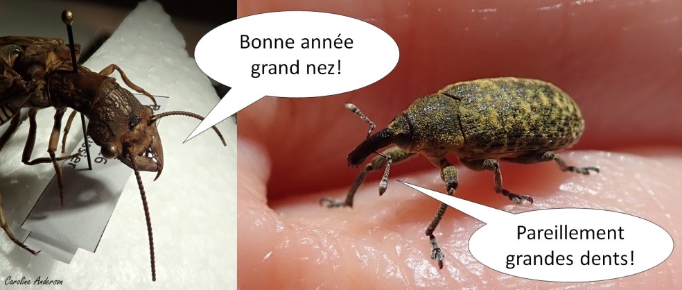 Bonne année 2018-19