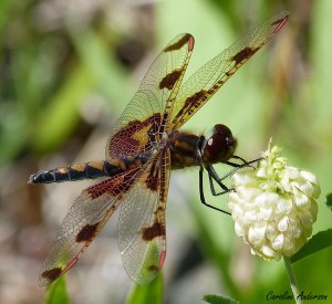 Celithemis elisa_fin