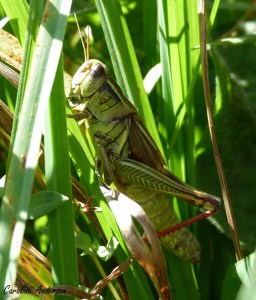 Mélanople birayé_fin