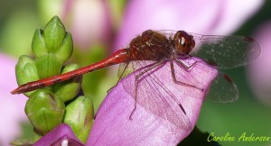 Sympetrum_fin