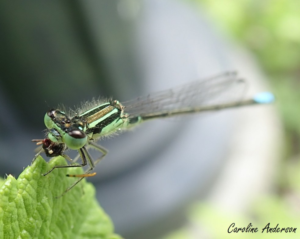 Ischnura verticalis 2