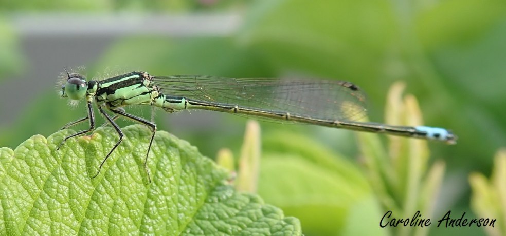 Ischnura verticalis 3