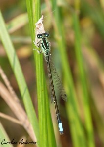 Ischnura verticalis 4