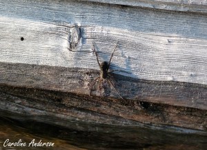dolomedes_1