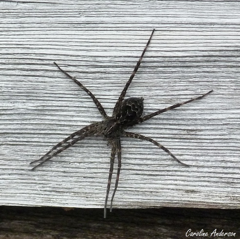 dolomedes_2