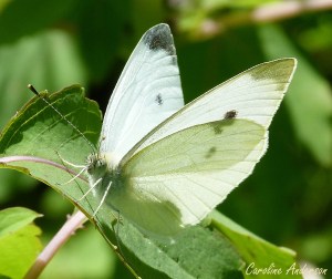 piéride du chou_adulte2