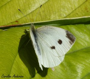 piéride du chou_adulte3