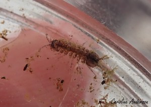 Asellidae_LacdesPlages