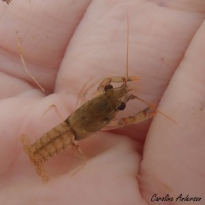 Écrevisse_LacdesPlages